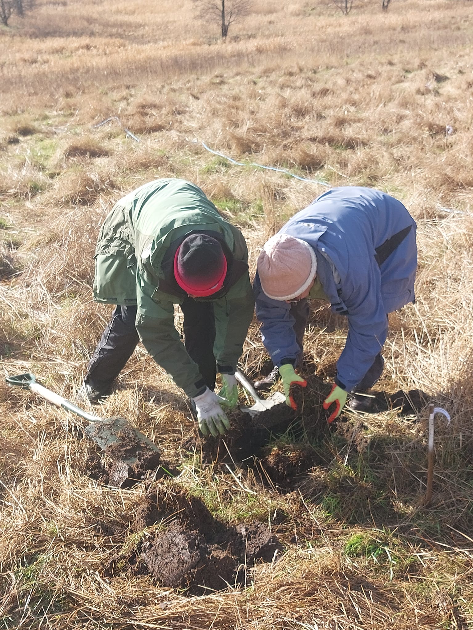 Two volunteers bending over carrying out tree planting in an orchard.