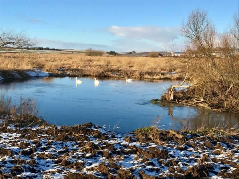 Swans swimming in the blue water of the River Ury.