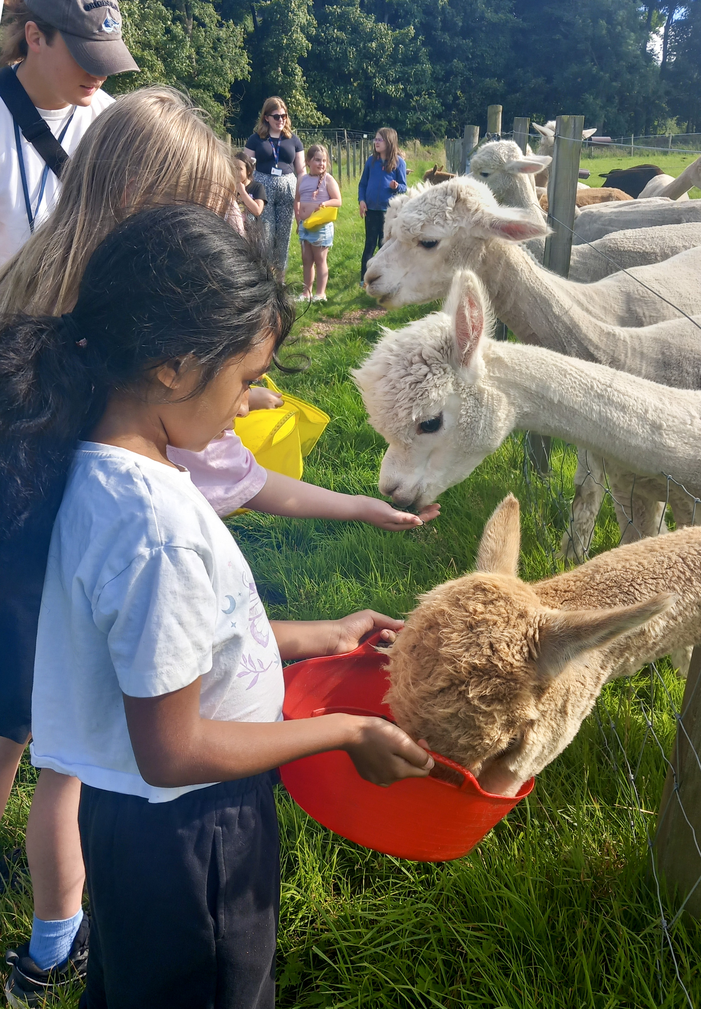 Children feeding alpacas through a fence on a sunny day. One child holds a red bucket while others use their hands to offer food.