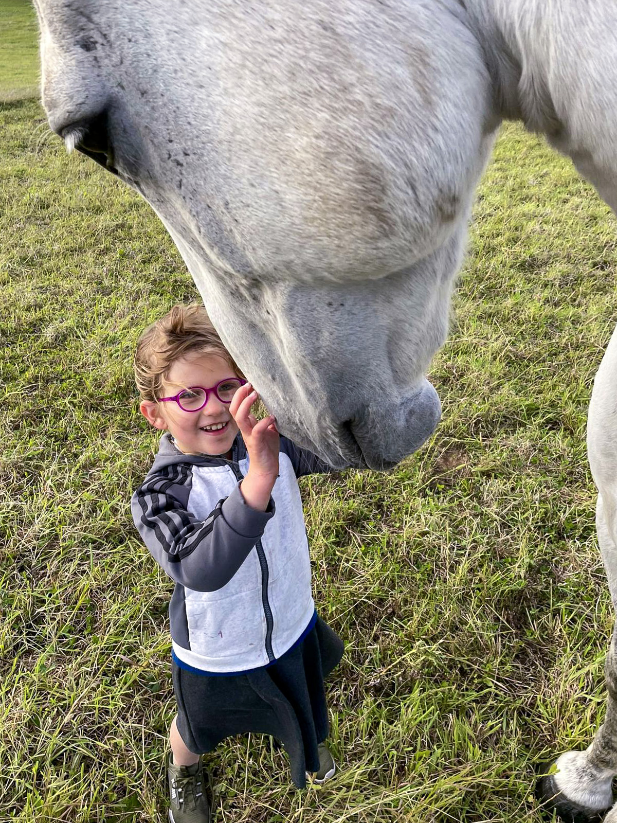 A small child petting the head of a large grey horse.