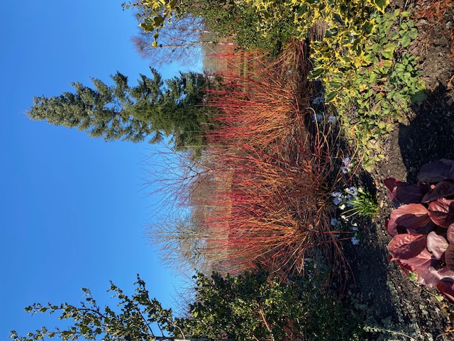 Winter garden with red dogwood stems and evergree trees